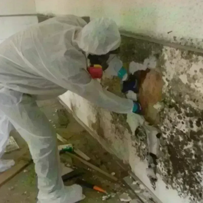 Mold Remediation and Removal in Sonoma County, CA